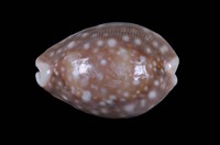 藏品(白星寶螺)的圖片